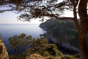 Image showing sea landscape with pine