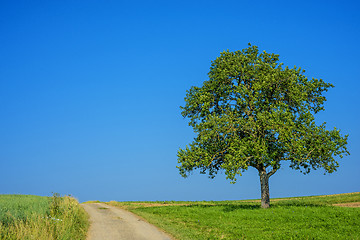 Image showing tree on a way with a blue sky
