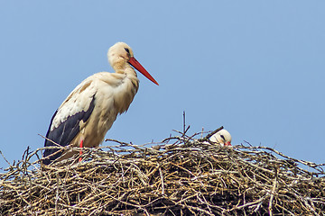 Image showing stork