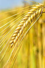 Image showing barley