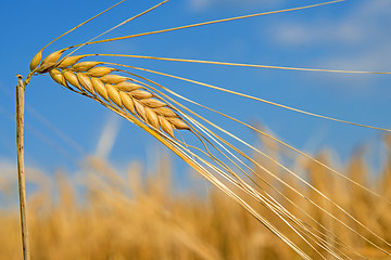 Image showing barley