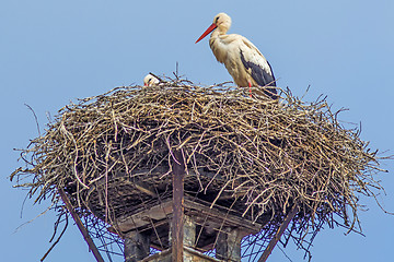 Image showing stork