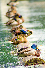 Image showing mallard ducks in a row