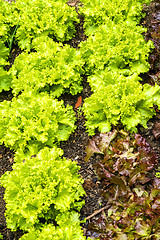 Image showing salad cultivation