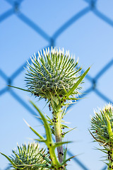 Image showing thistle with a fence in the background