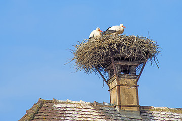 Image showing stork