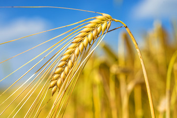 Image showing barley