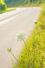 Image showing wild carrot at a road