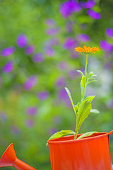 Image showing Calendula in an ewer