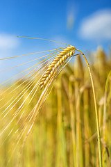 Image showing barley