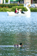 Image showing duck with a swan pedal boat