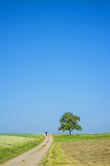 Image showing field of spelt in summertime