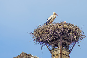 Image showing stork