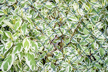 Image showing ivy on a fence