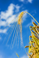 Image showing barley