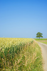 Image showing field of spelt in summertime