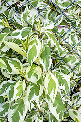 Image showing ivy on a fence