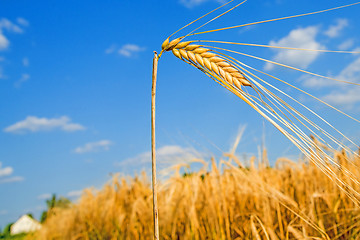 Image showing barley