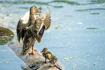 Image showing mallard duck with offspring