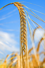 Image showing barley