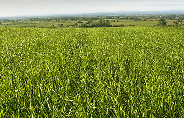 Image showing Green field