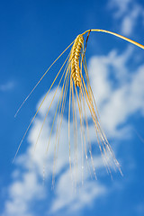 Image showing barley