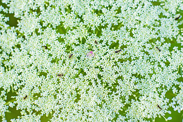 Image showing macro of a wild carrot bloom