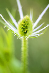 Image showing teasel 