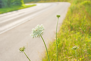 Image showing wild carrot at a road