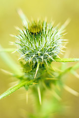 Image showing thistle