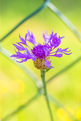 Image showing Knapweed with fence