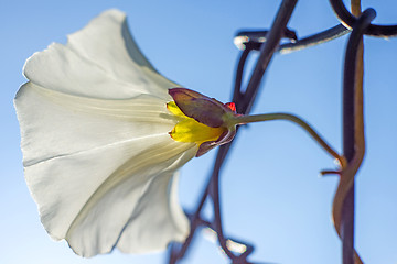 Image showing hedge-bindweed blooming 