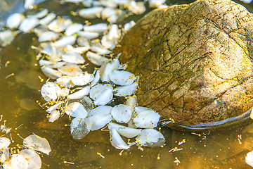 Image showing pond with rock and whte petals