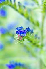 Image showing viper's bugloss