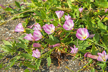 Image showing hedge bindweed on a road