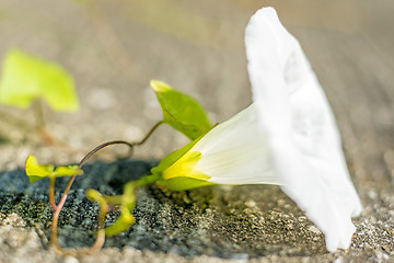 Image showing bloom of a hedge bindweed 