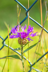 Image showing Knapweed with fence