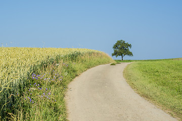 Image showing field of spelt in summertime