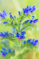 Image showing viper's bugloss