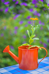 Image showing Calendula in an ewer