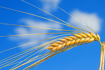 Image showing barley