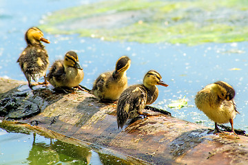 Image showing offspring of an mallard duck