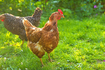 Image showing chicken in meadow