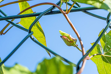 Image showing hedge-bindweed on a fence