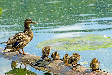 Image showing mallard duck with offspring