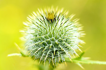 Image showing thistle