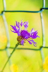 Image showing Knapweed with fence