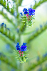 Image showing viper's bugloss