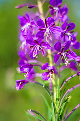 Image showing rosebay willow-herb, Epilobium angiustifolium