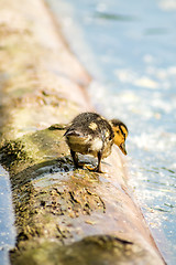 Image showing mallard duck with offspring